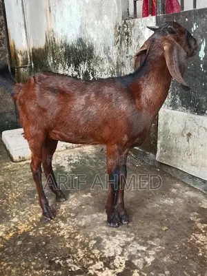 Selling 2 High-Quality Cross-Breed Black Bengal Goats.