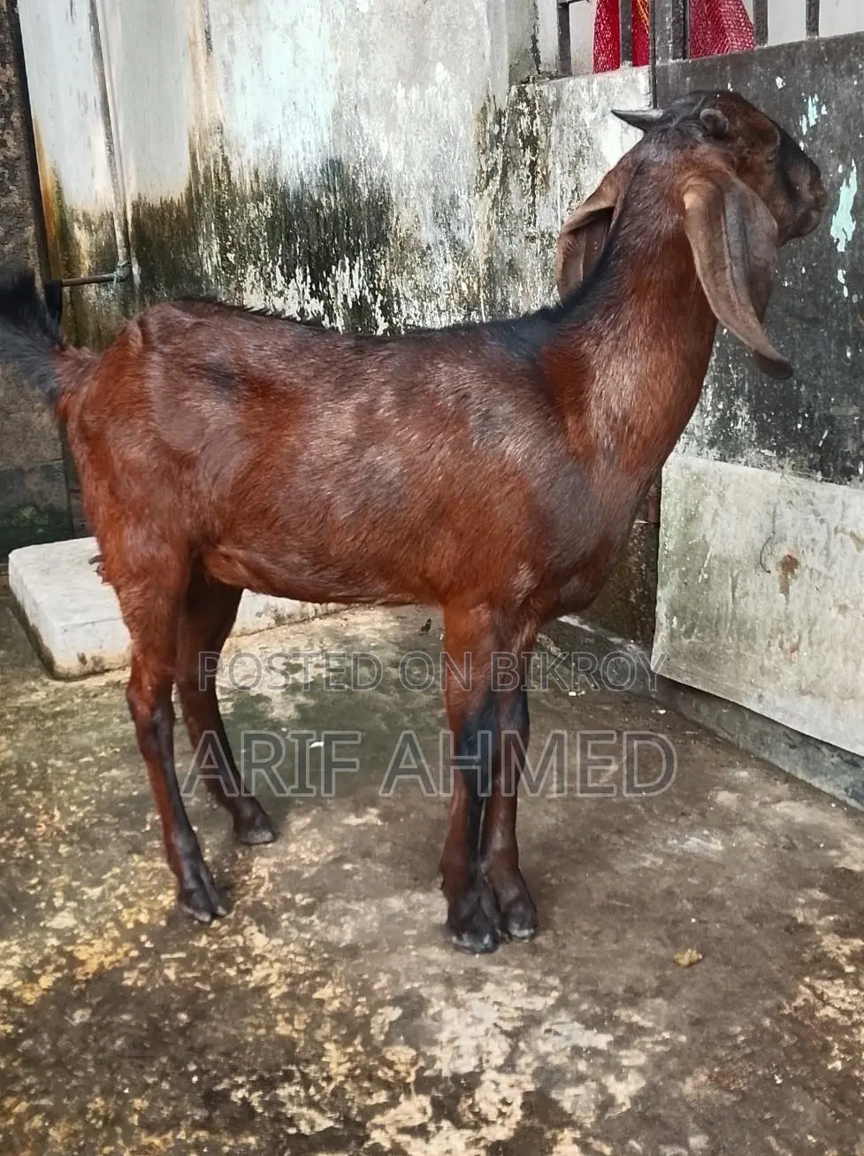 Selling 2 High-Quality Cross-Breed Black Bengal Goats.