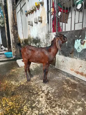 Selling 2 High-Quality Cross-Breed Black Bengal Goats.