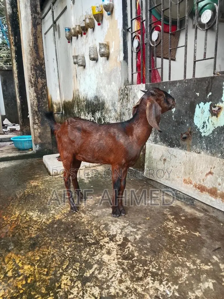 Selling 2 High-Quality Cross-Breed Black Bengal Goats.