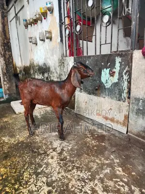 Selling 2 High-Quality Cross-Breed Black Bengal Goats.