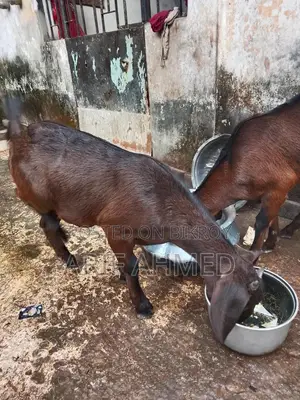 Selling 2 High-Quality Cross-Breed Black Bengal Goats.