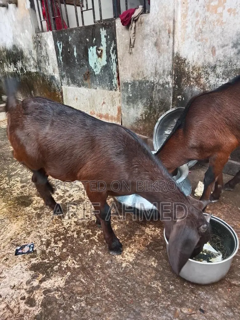 Selling 2 High-Quality Cross-Breed Black Bengal Goats.