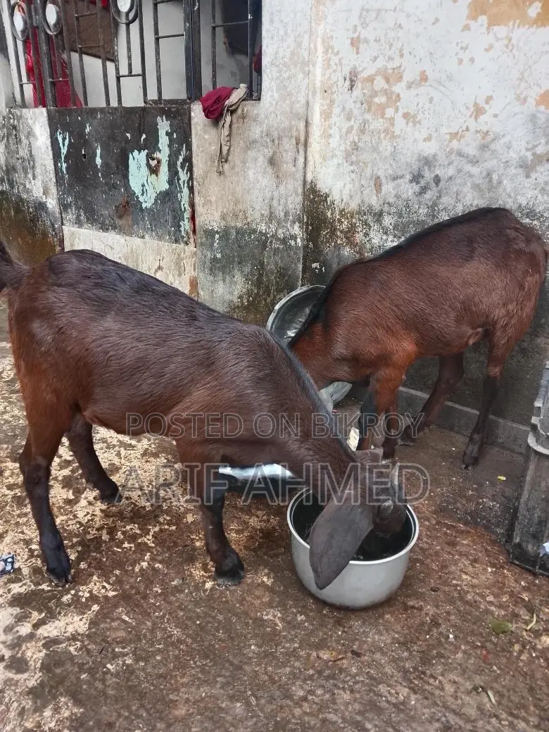 Selling 2 High-Quality Cross-Breed Black Bengal Goats.