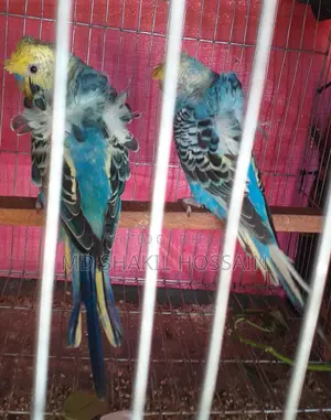 Japanese Budgie Adult Birds for Sale