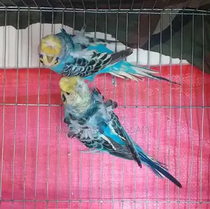 Japanese Budgie Adult Birds for Sale