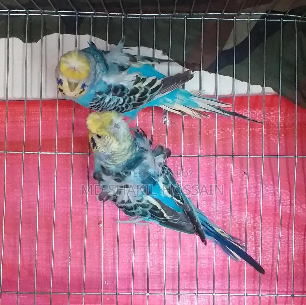 Japanese Budgie Adult Birds for Sale