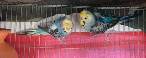 Japanese Budgie Adult Birds for Sale