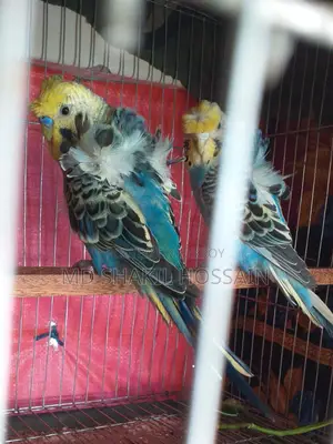 Japanese Budgie Adult Birds for Sale