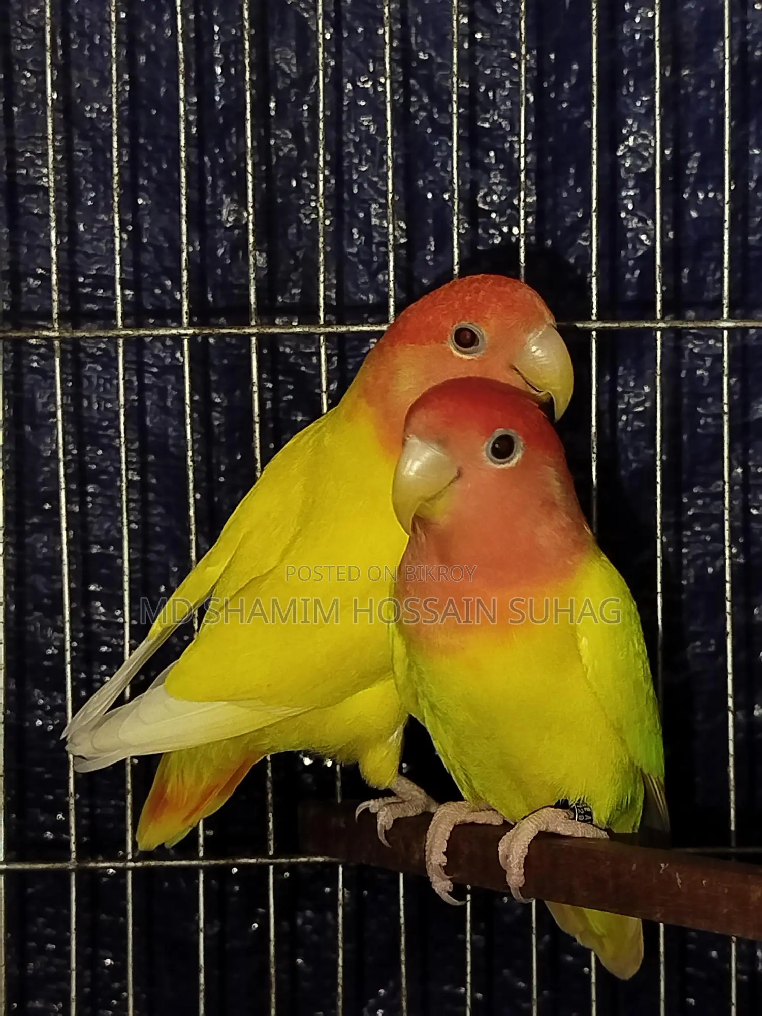 Lutino Opaline