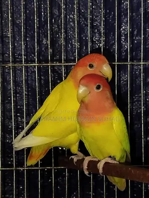 Lutino Opaline