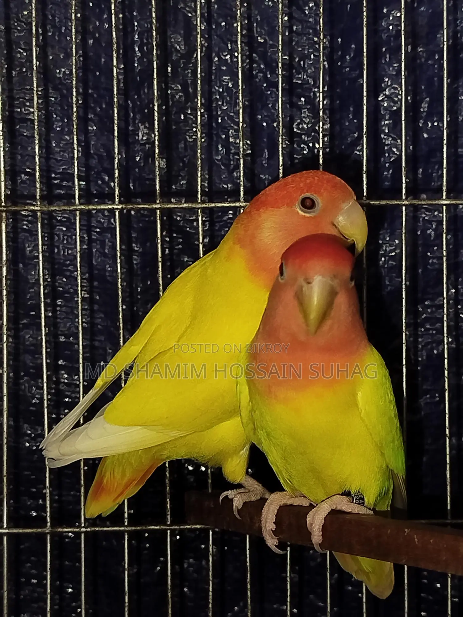 Lutino Opaline