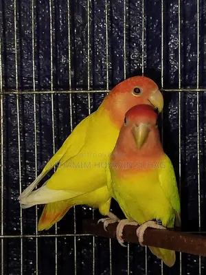 Lutino Opaline