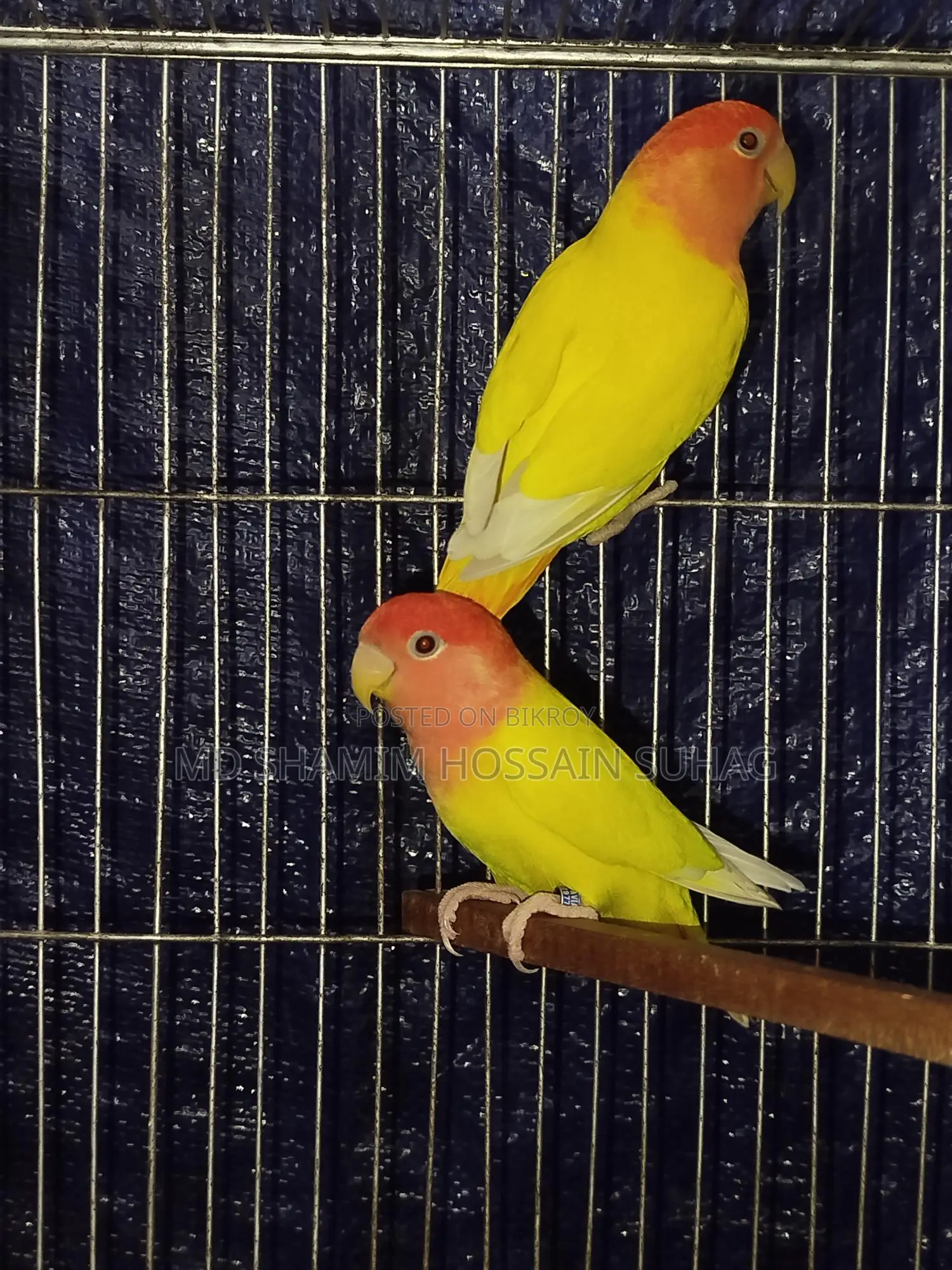 Lutino Opaline
