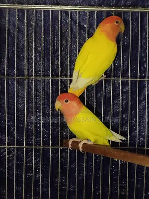 Lutino Opaline