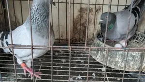 Sabji Racing Pigeons