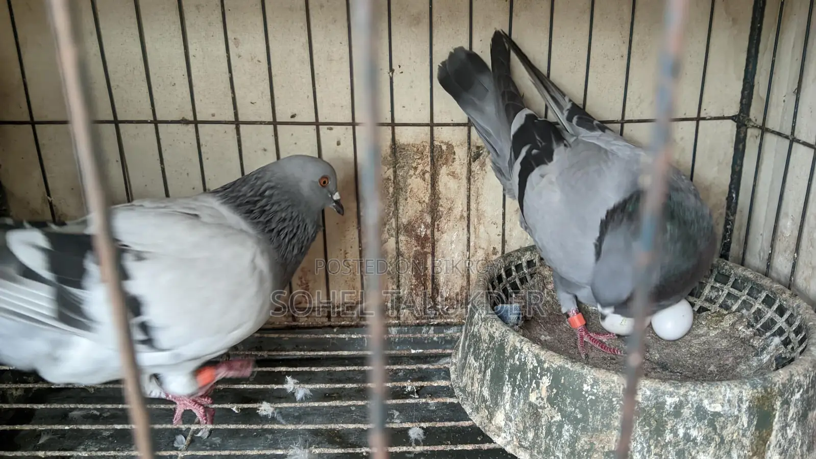 Sabji Racing Pigeons