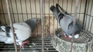 Sabji Racing Pigeons