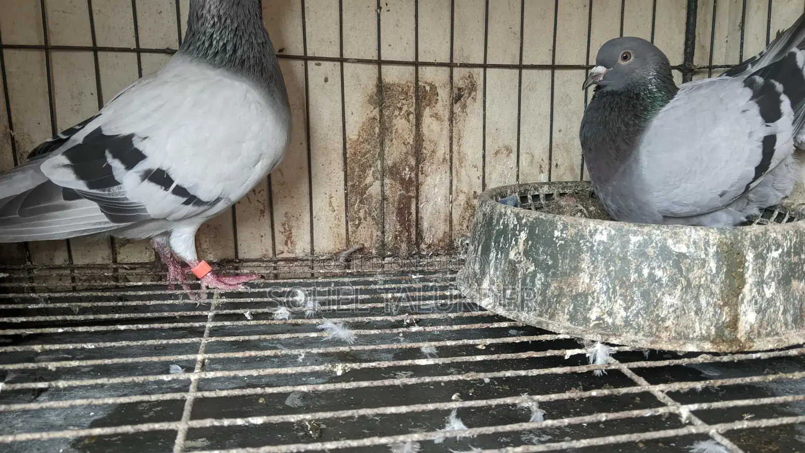 Sabji Racing Pigeons