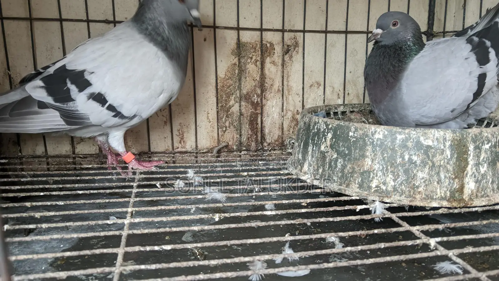 Sabji Racing Pigeons