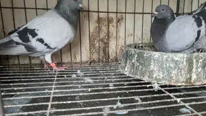 Sabji Racing Pigeons
