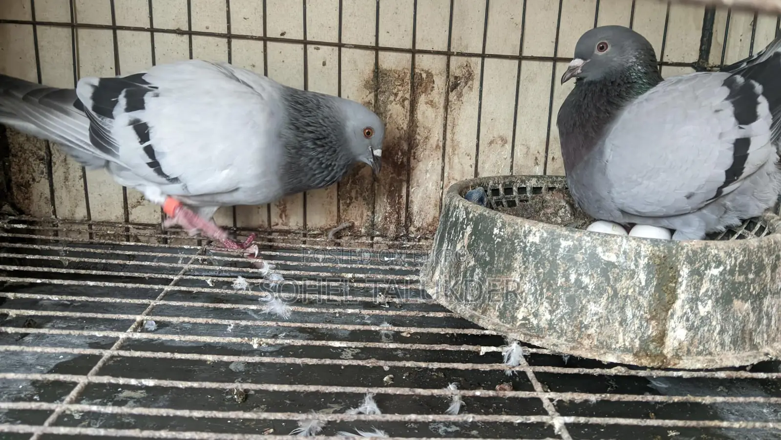 Sabji Racing Pigeons
