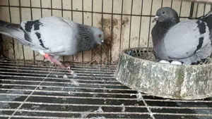 Sabji Racing Pigeons