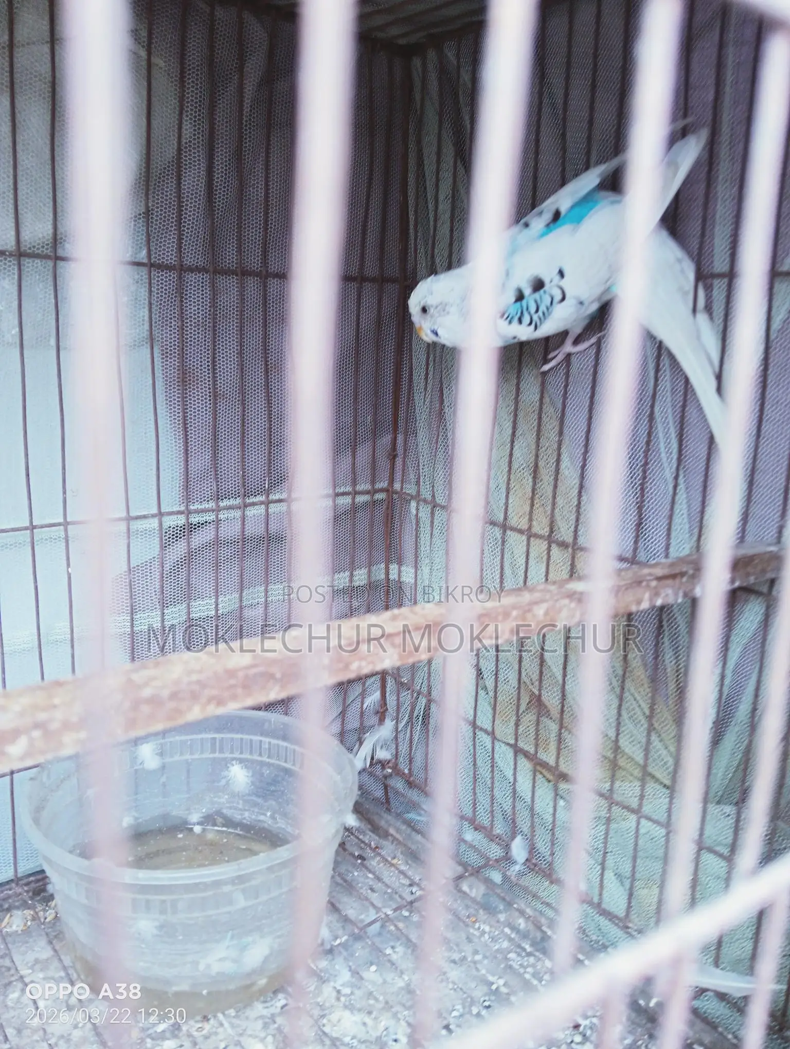 Bird for Sale