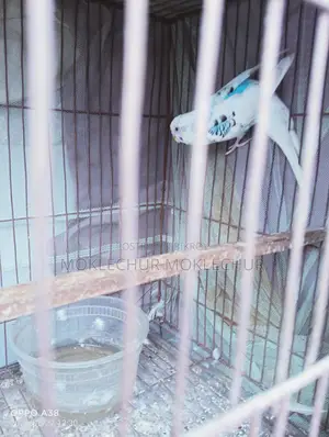 Bird for Sale
