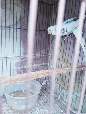 Bird for Sale