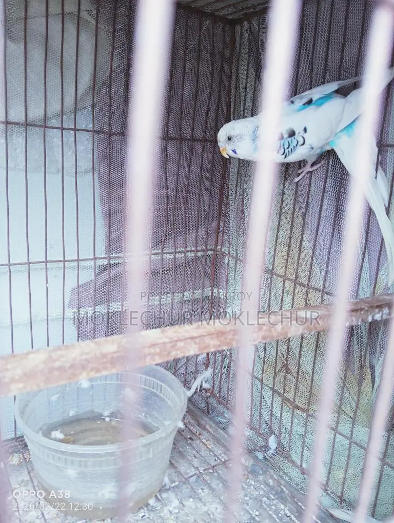 Bird for Sale