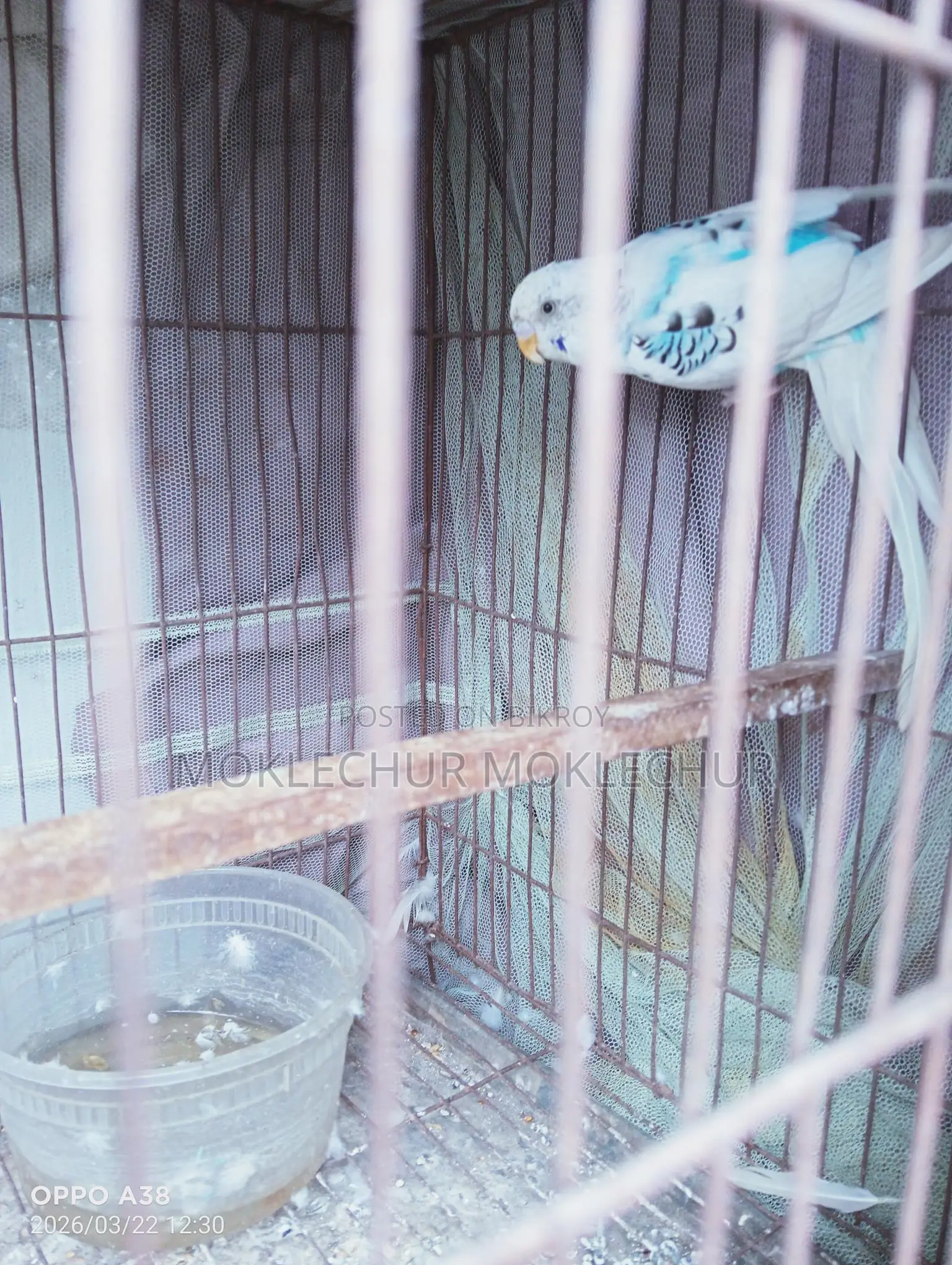 Bird for Sale