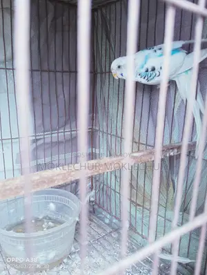 Bird for Sale