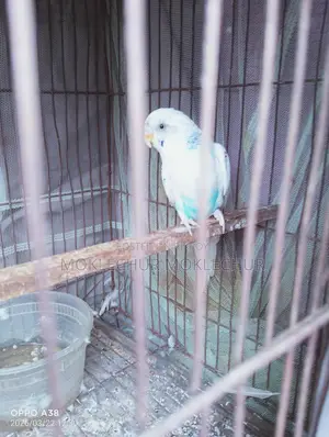 Bird for Sale