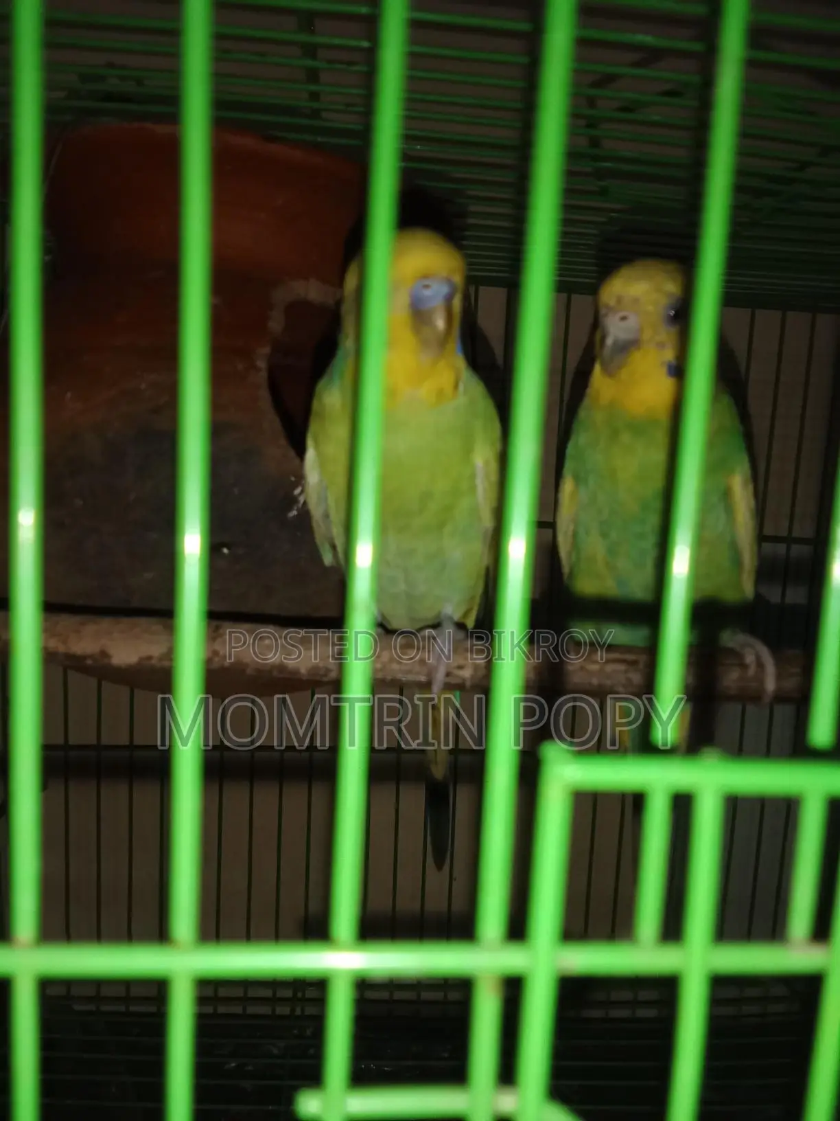 Budgerigar Birds