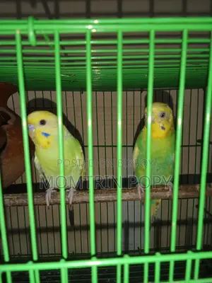 Budgerigar Birds