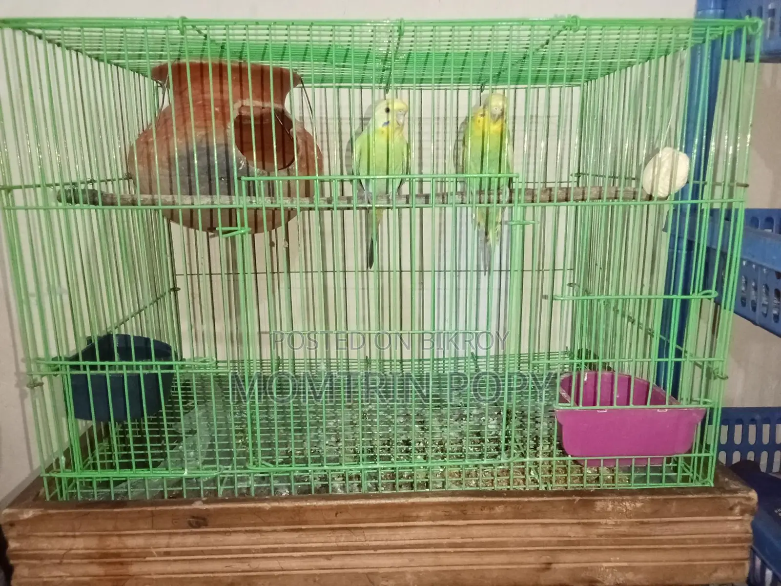 Budgerigar Birds