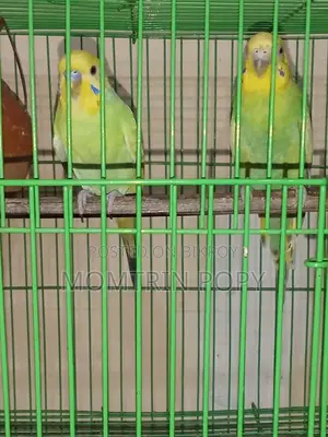 Budgerigar Birds