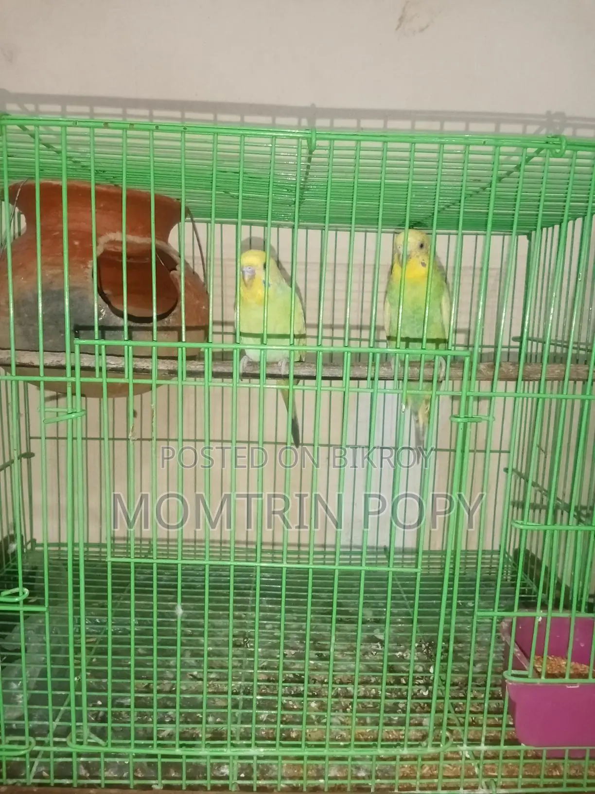 Budgerigar Birds