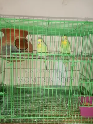 Budgerigar Birds