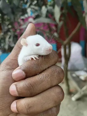 White Mice
