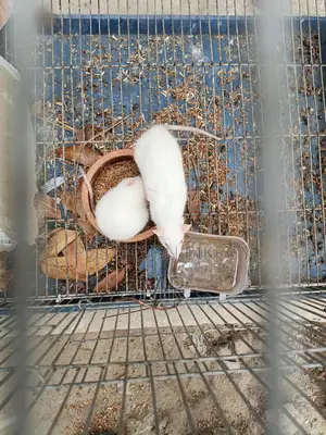 White Mice