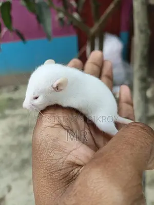 White Mice