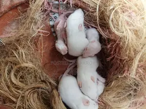 White Mice