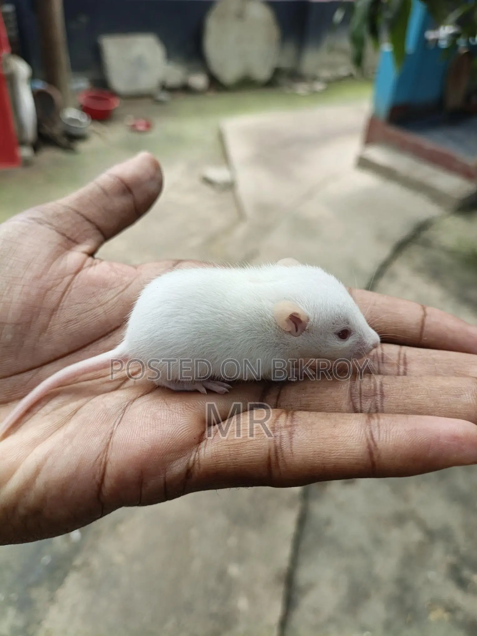 White Mice