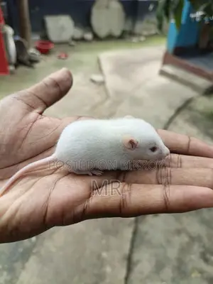 White Mice