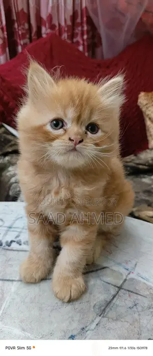 Persian Cat Kitten