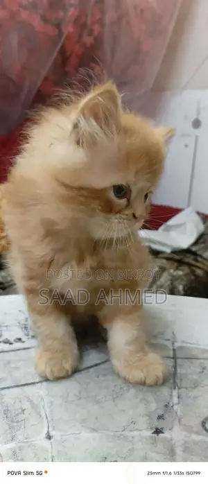 Persian Cat Kitten