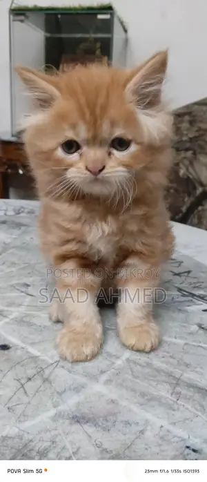 Persian Cat Kitten