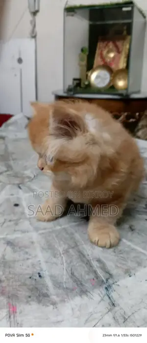 Persian Cat Kitten